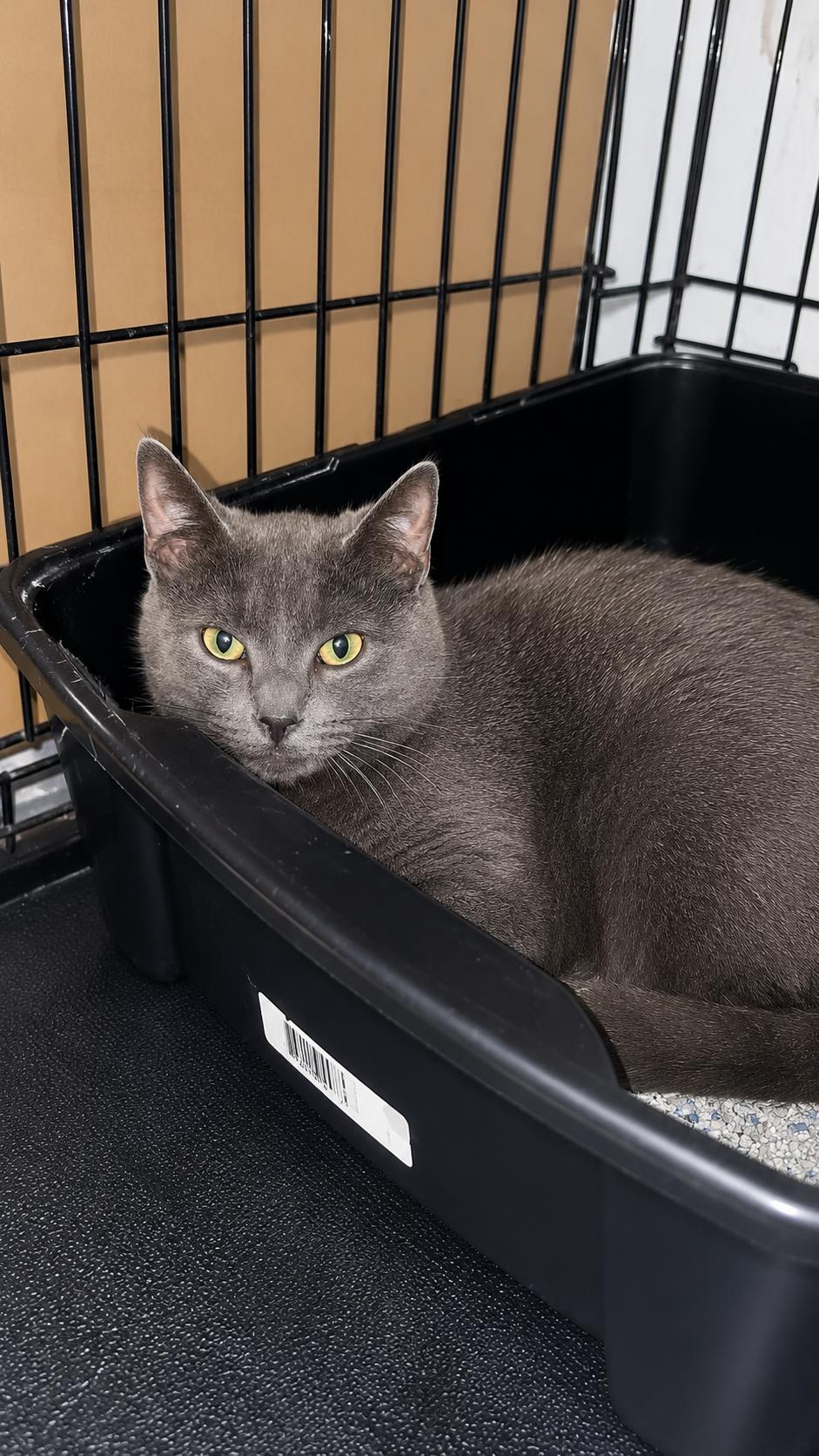 Enlarge Adonis, a Adoptable mixed breed in New Haven, CT image 5/5