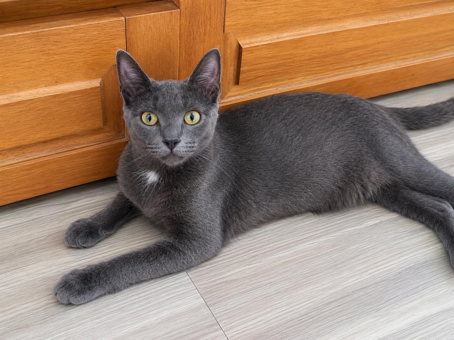 Enlarge Adonis, a Adoptable mixed breed in New Haven, CT image 4/5