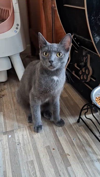 Enlarge Adonis, a Adoptable mixed breed in New Haven, CT video 2/5