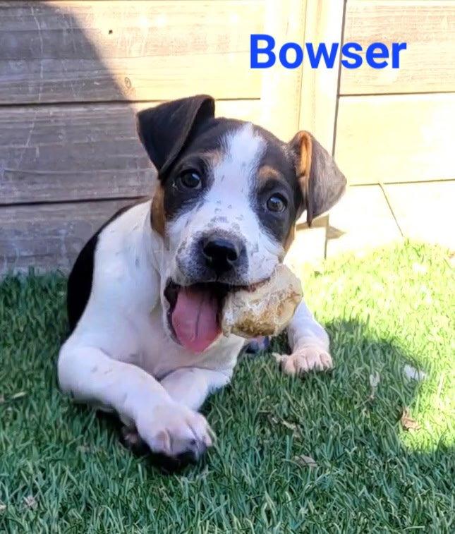 Enlarge Bowser, a Adopted Australian Shepherd in West Des Moines, IA image 1/3