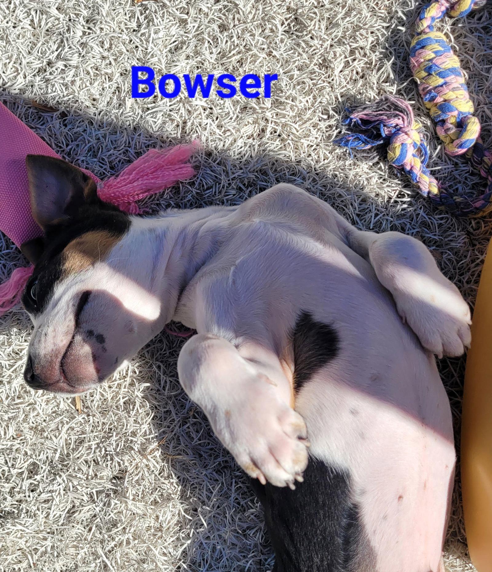 Enlarge Bowser, a Adopted Australian Shepherd in West Des Moines, IA image 2/3