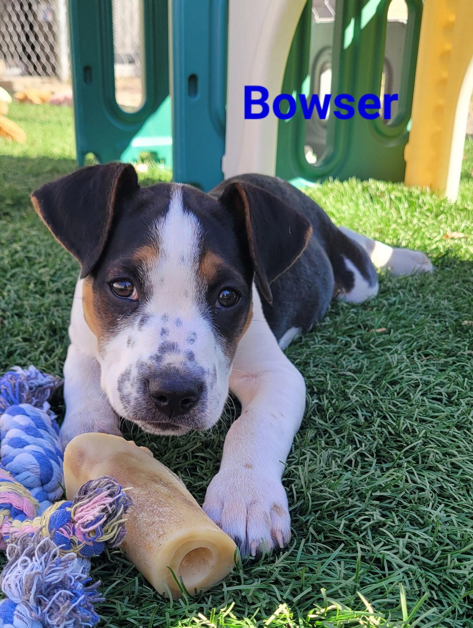 Enlarge Bowser, a Adopted Australian Shepherd in West Des Moines, IA image 3/3