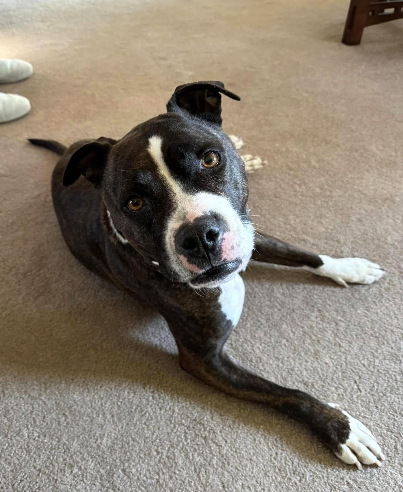 MISS WILLOW, Adult Female Staffordshire Bull Terrier