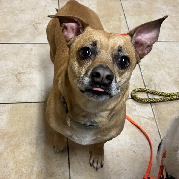 Enlarge Bullwinkle, a Adoptable mixed breed in Troutdale, OR image 1/1