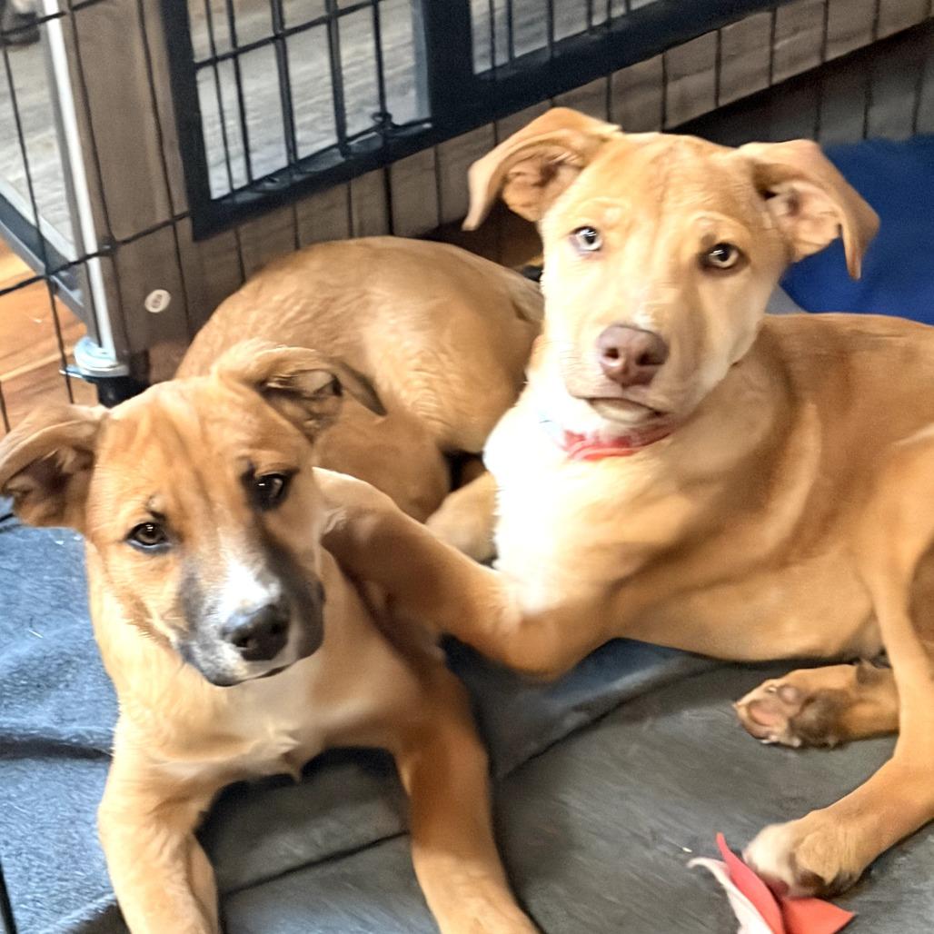 34 (2026) Rusty, Adoptable, Puppy Male Shepherd.