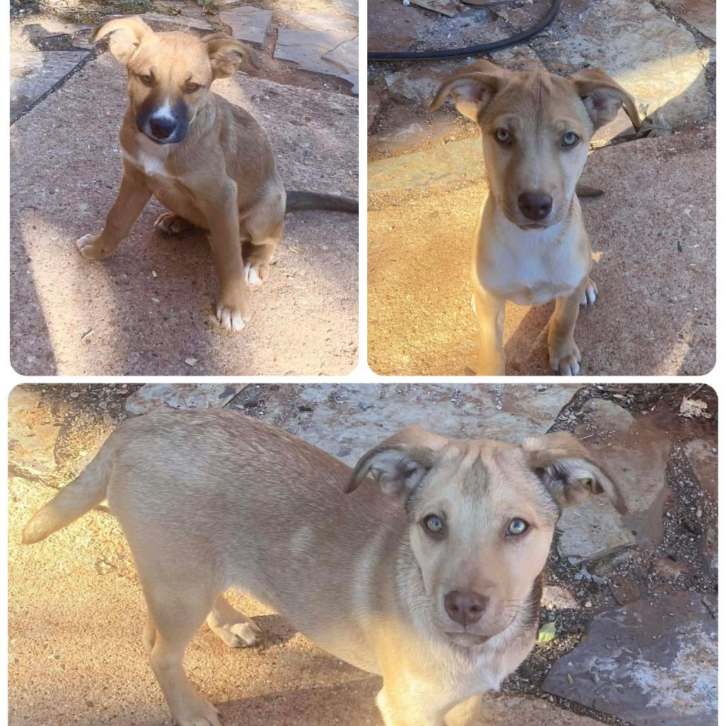 Enlarge 34 (2026) Rusty, a Adoptable Shepherd in Parker, CO image 1/2