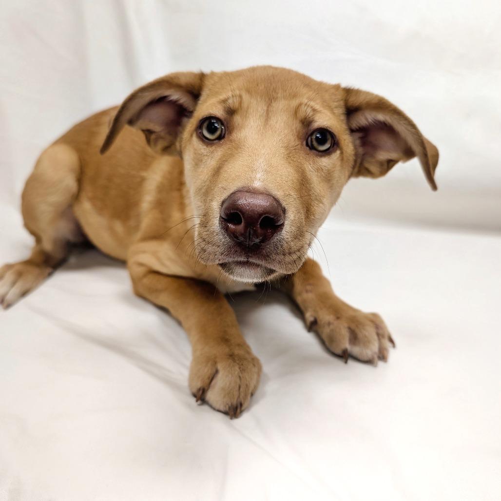 Enlarge 34 (2026) Rusty, a Adoptable Shepherd in Parker, CO image 2/2