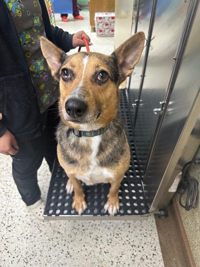 Lou, Adoptable, Adult Male Cattle Dog.