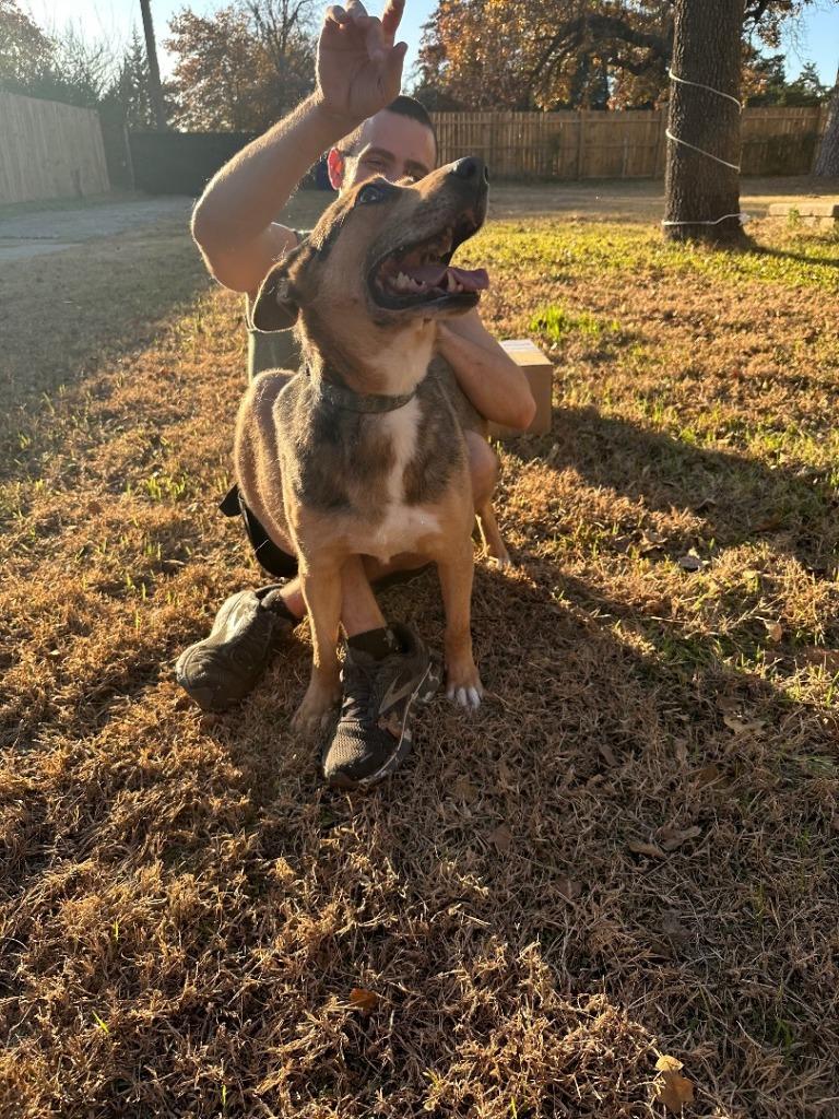 Lou, a Adoptable mixed breed in Mustang, OK image 1/2