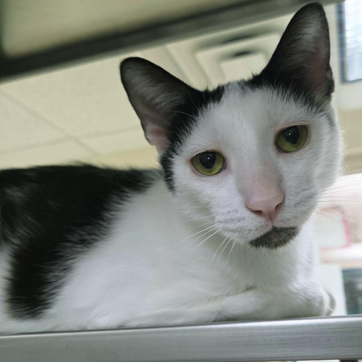 Sesame, Adoptable, Adult Female Domestic Short Hair.