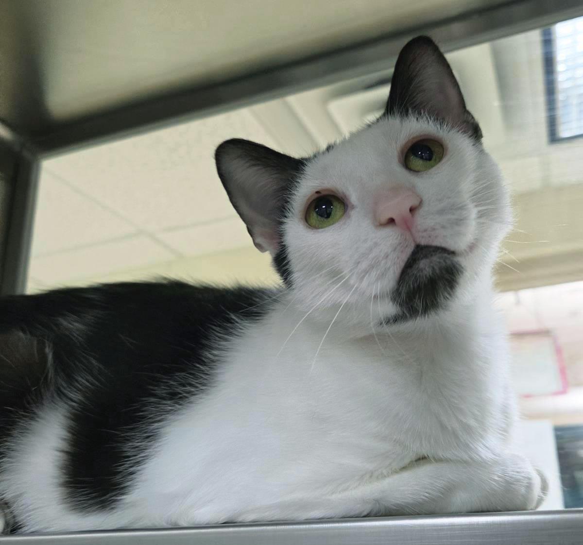 Enlarge Sesame, a Adoptable Domestic Short Hair in Plover, WI image 2/3