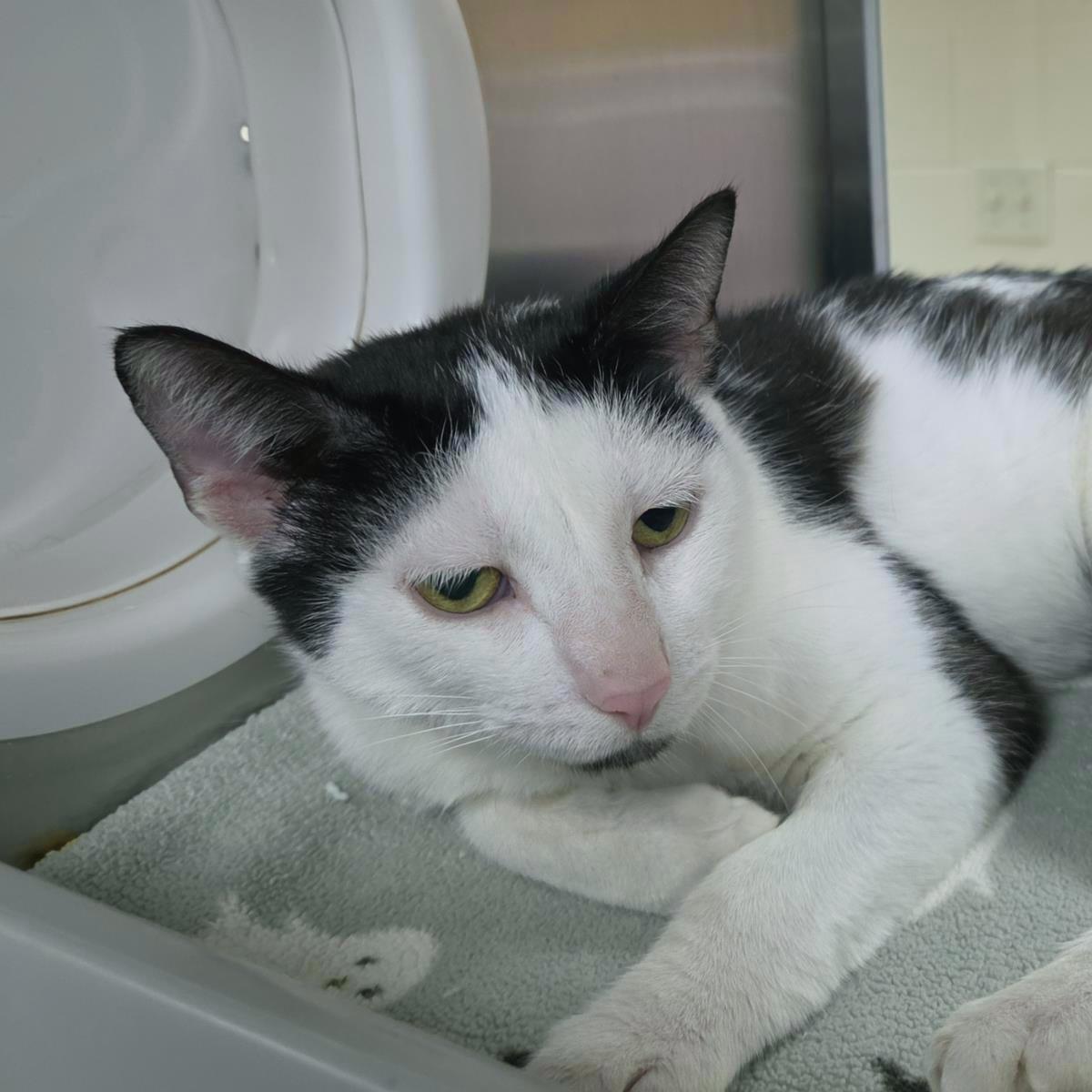 Enlarge Sesame, a Adoptable Domestic Short Hair in Plover, WI image 3/3