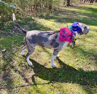 Enlarge Icie, a ADOPTABLE Mixed Breed in Arlington, TN image 1/6
