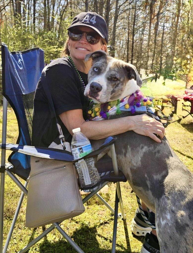 Enlarge Icie, a ADOPTABLE Mixed Breed in Arlington, TN image 2/6