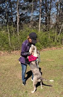 Enlarge Icie, a ADOPTABLE Mixed Breed in Arlington, TN image 5/6