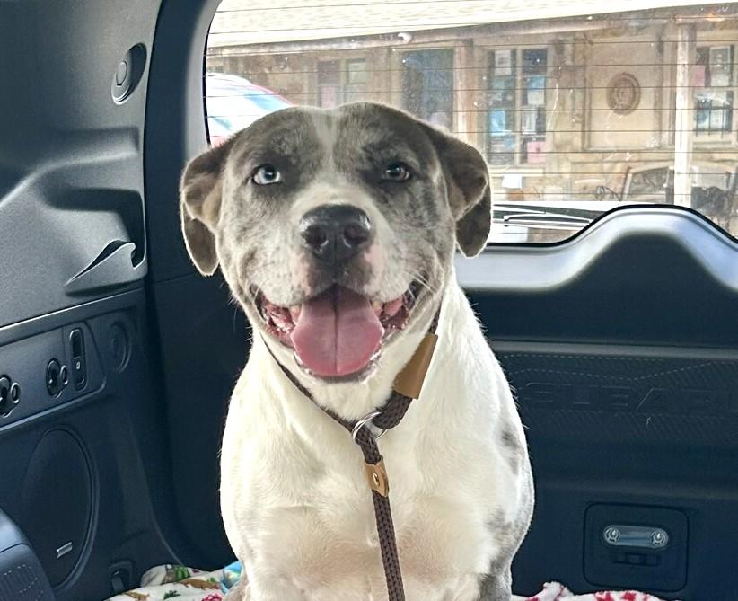 Enlarge Icie, a ADOPTABLE Mixed Breed in Arlington, TN image 6/6