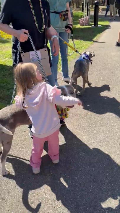 Enlarge Icie, a ADOPTABLE Mixed Breed in Arlington, TN video 2/6