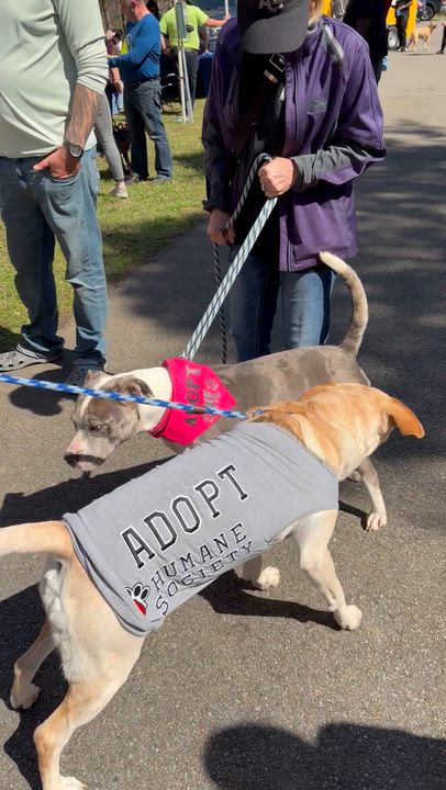 Enlarge Icie, a ADOPTABLE Mixed Breed in Arlington, TN video 3/6
