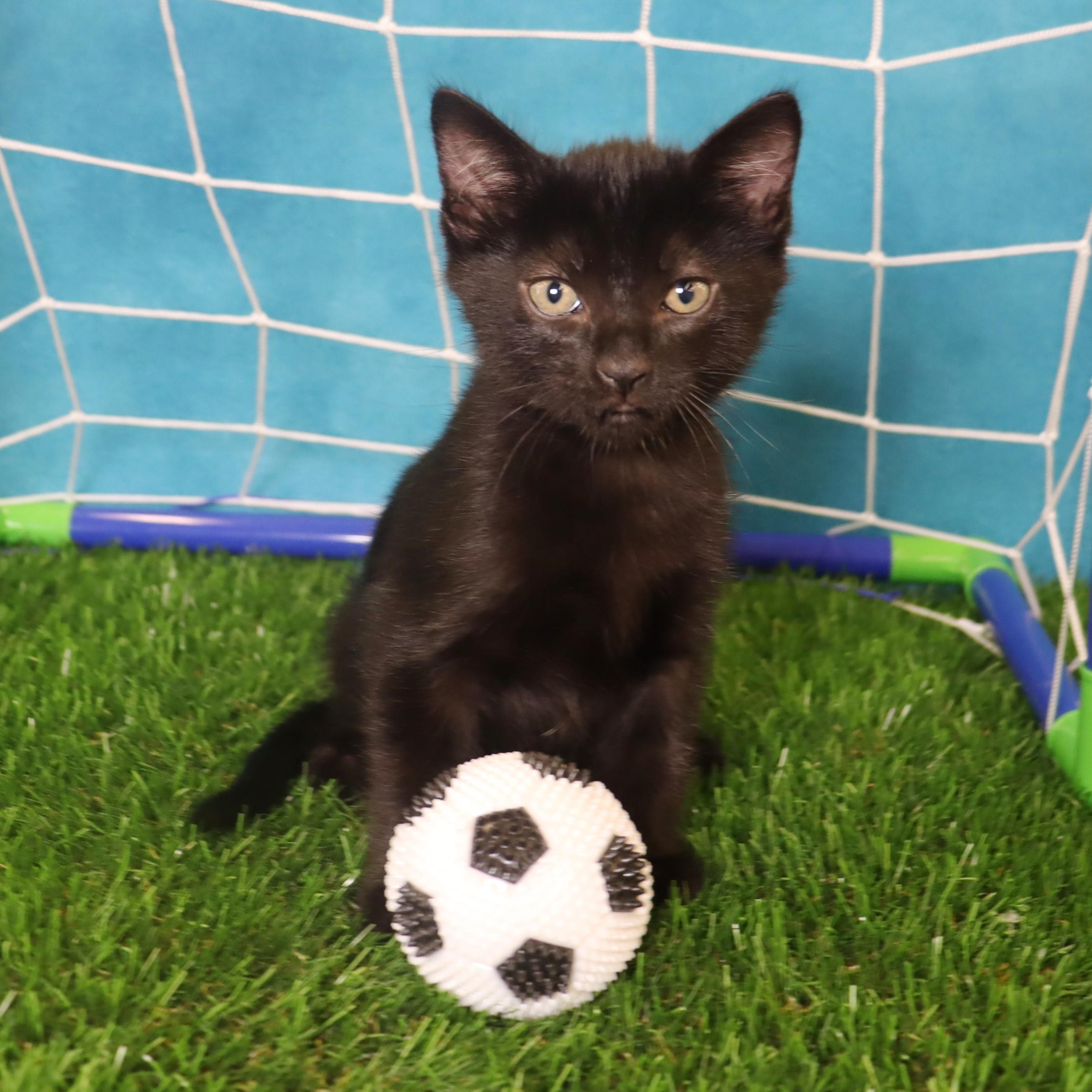 Enlarge Chorizo - Adoption Pending, an adopted Domestic Short Hair in League City, TX image 2/6