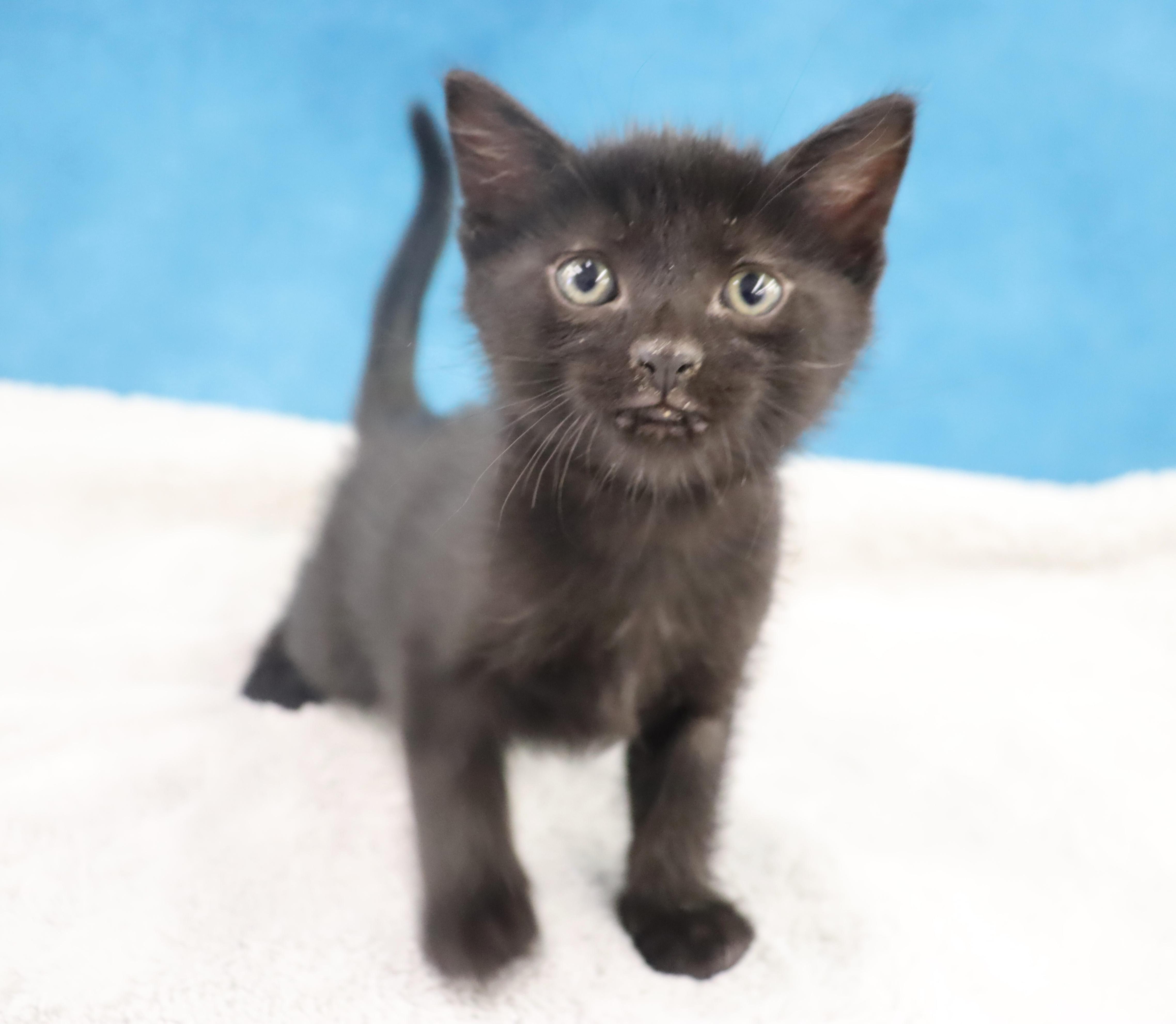 Enlarge Chorizo - Adoption Pending, an adopted Domestic Short Hair in League City, TX image 3/6
