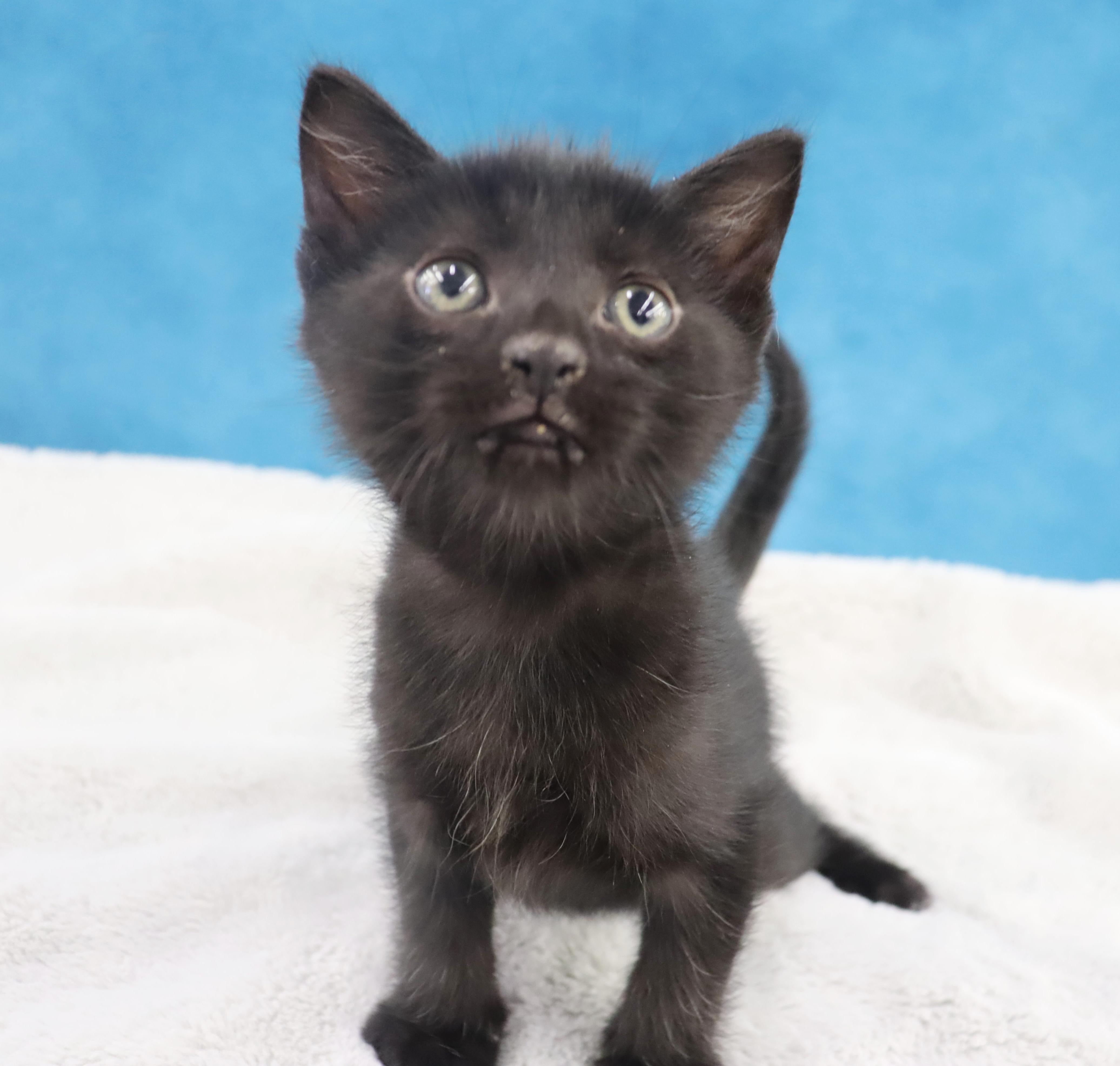 Enlarge Chorizo - Adoption Pending, an adopted Domestic Short Hair in League City, TX image 5/6