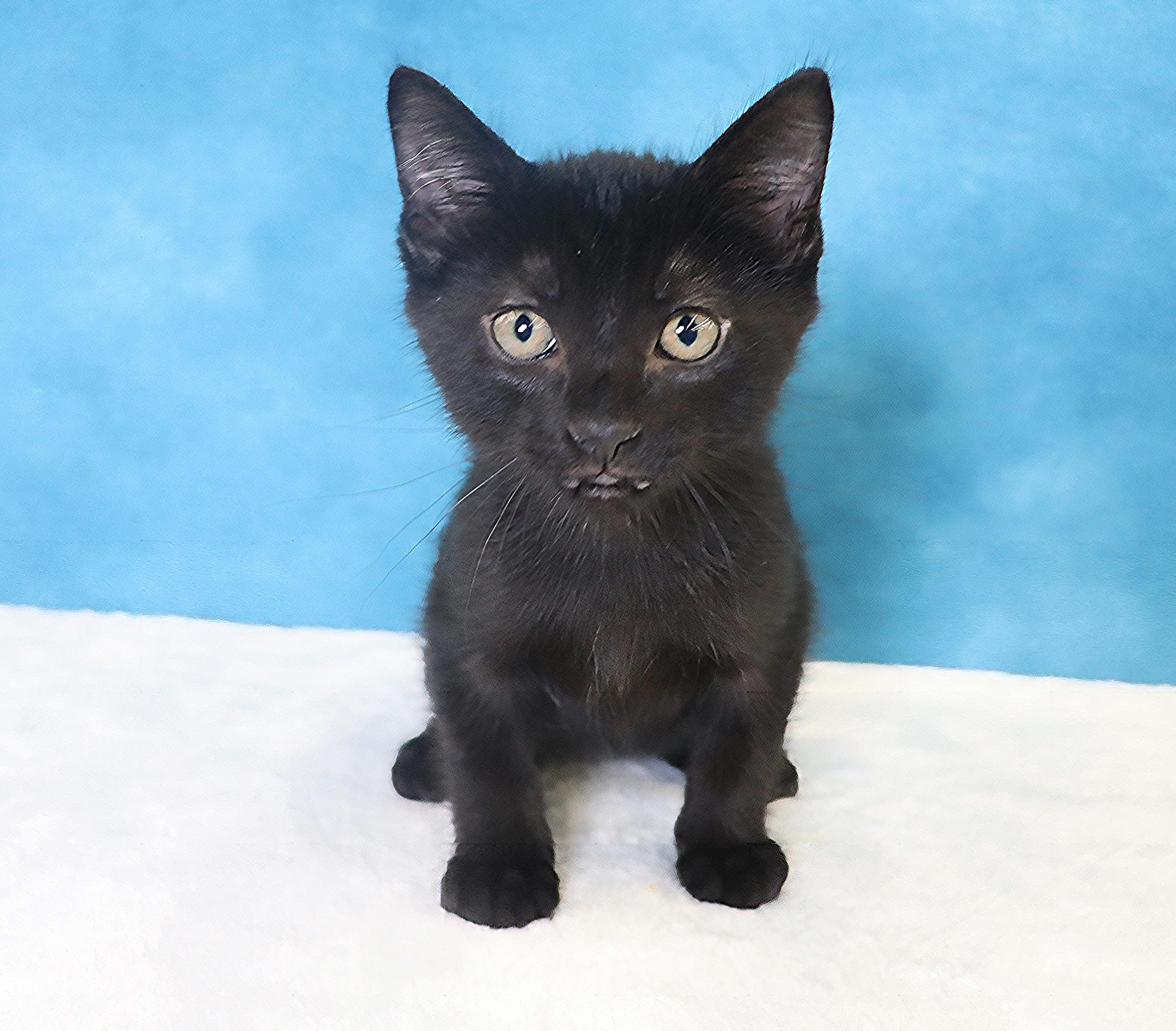 Chorizo - Adoption Pending, adopted, Kitten Male Domestic Short Hair.