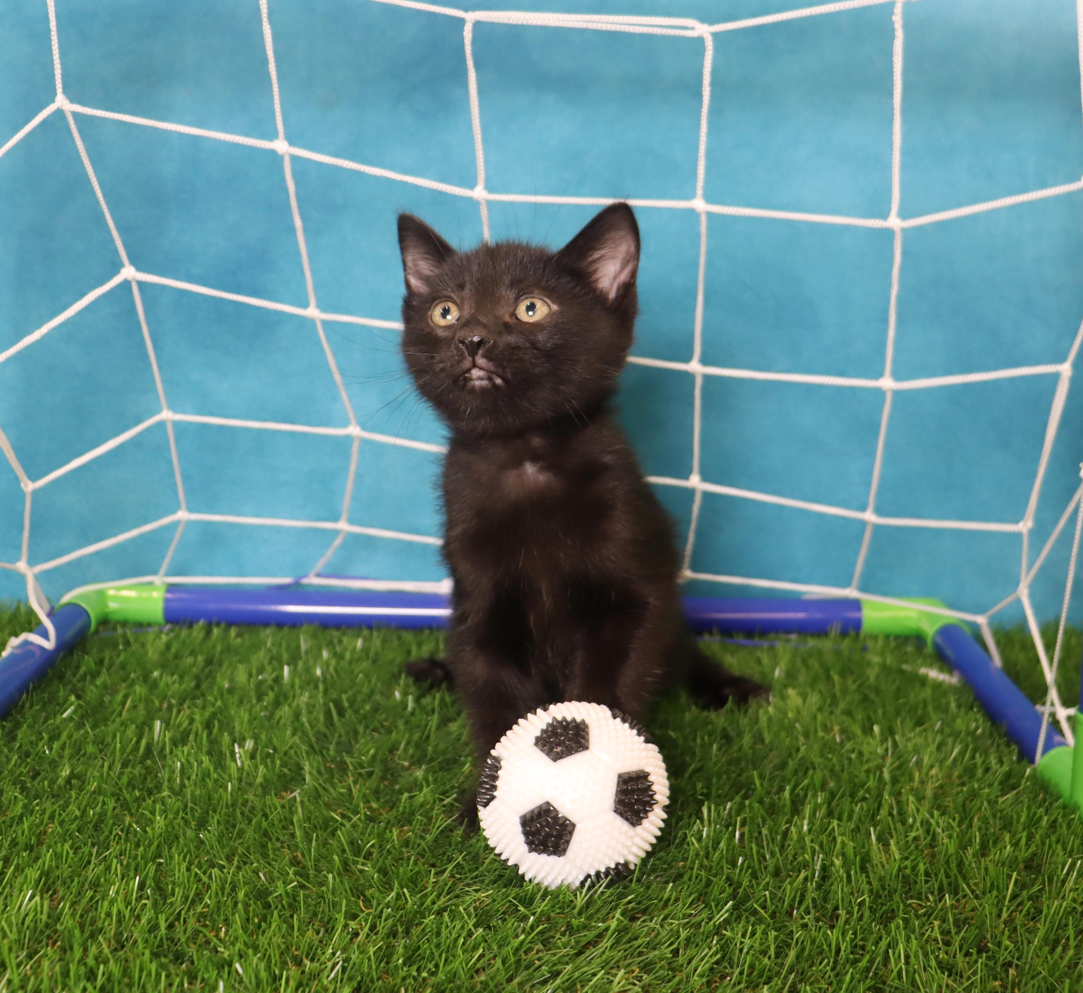 Enlarge Chorizo - Adoption Pending, an adopted Domestic Short Hair in League City, TX image 4/6