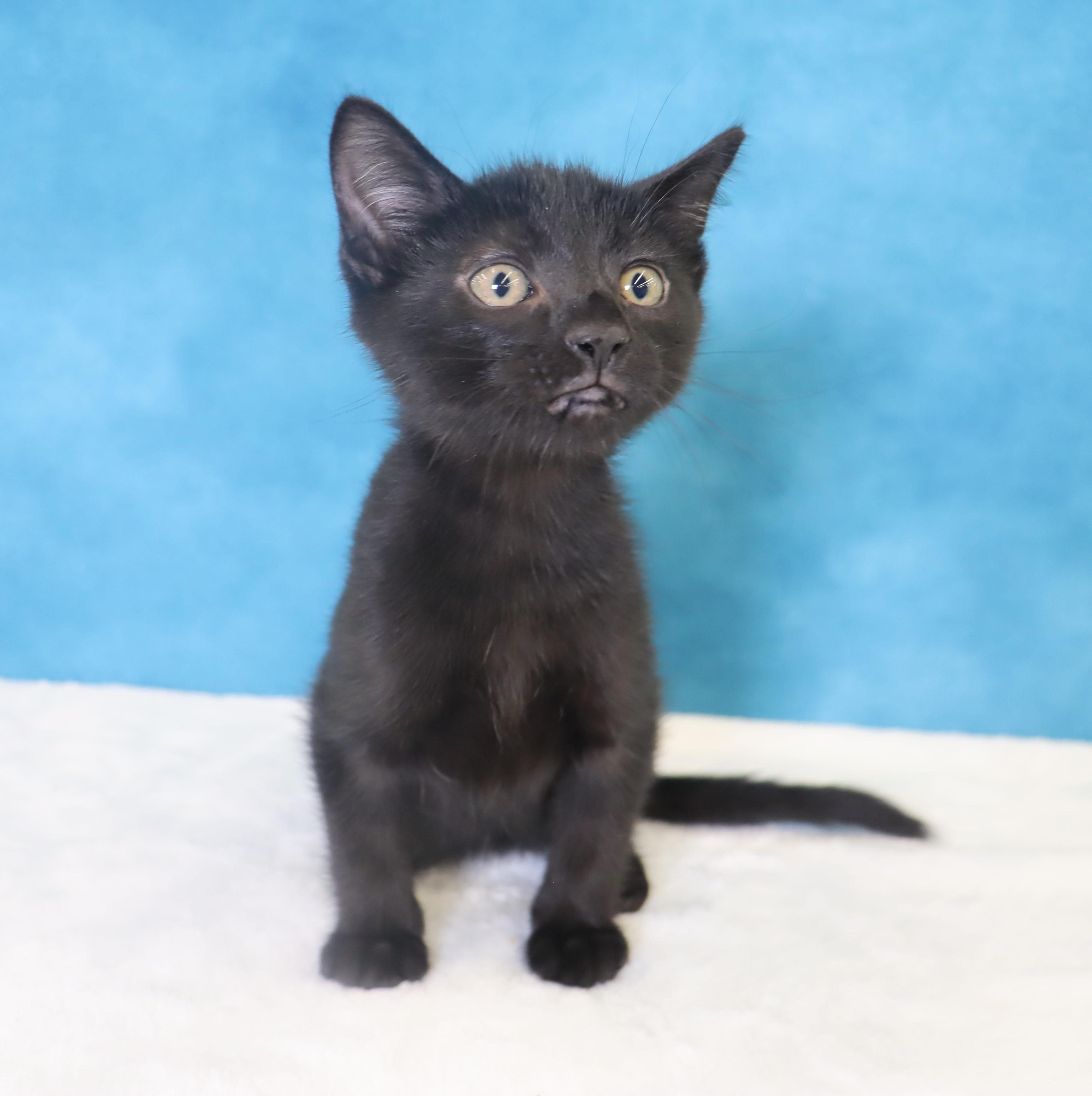 Enlarge Chorizo - Adoption Pending, an adopted Domestic Short Hair in League City, TX image 6/6