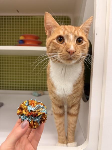 Enlarge Chester, a Adoptable Domestic Short Hair in Clark, NJ image 3/6