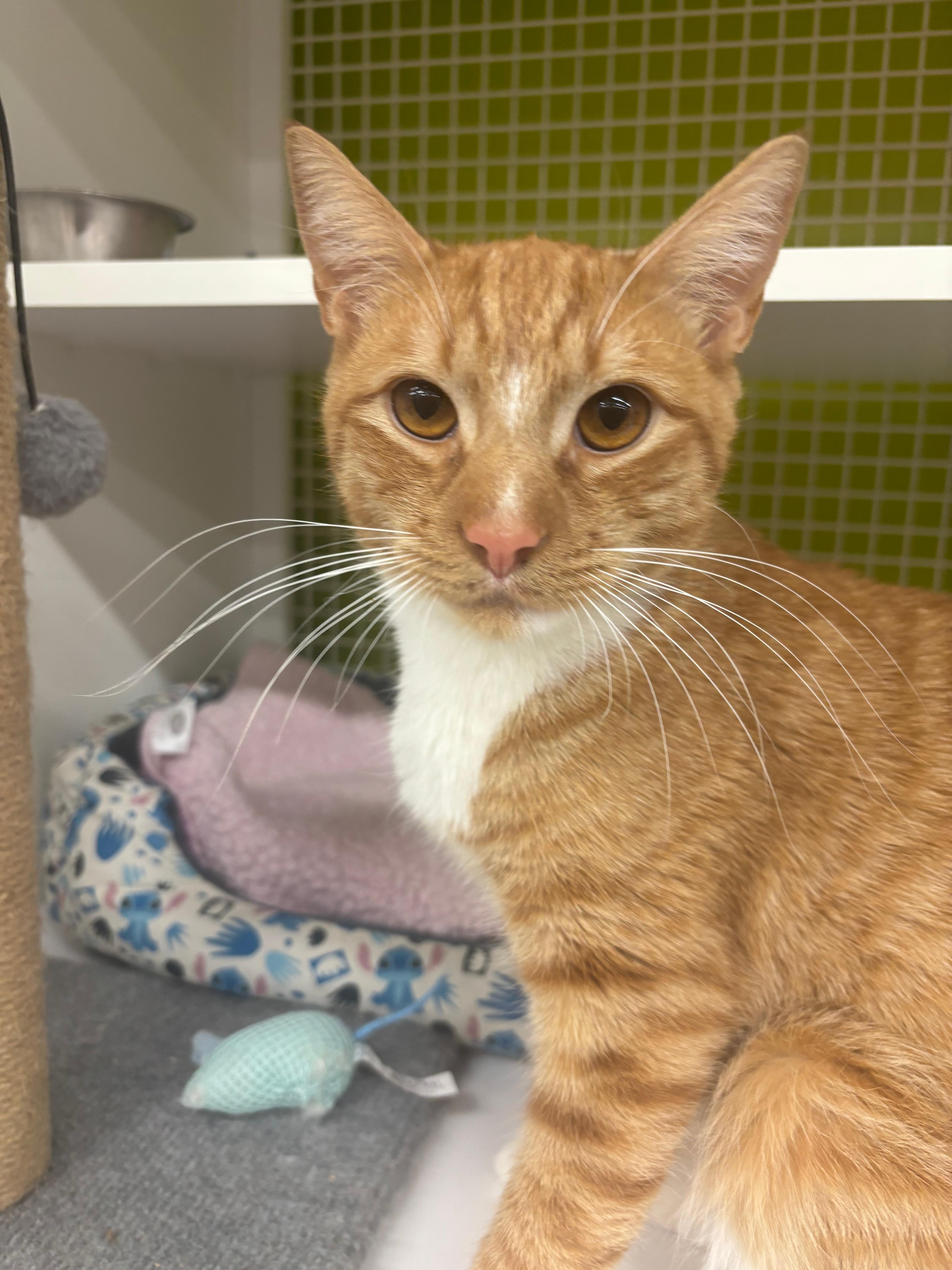 Enlarge Chester, a Adoptable Domestic Short Hair in Clark, NJ image 2/6