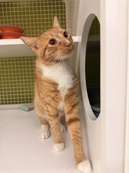 Enlarge Chester, a Adoptable Domestic Short Hair in Clark, NJ image 4/6