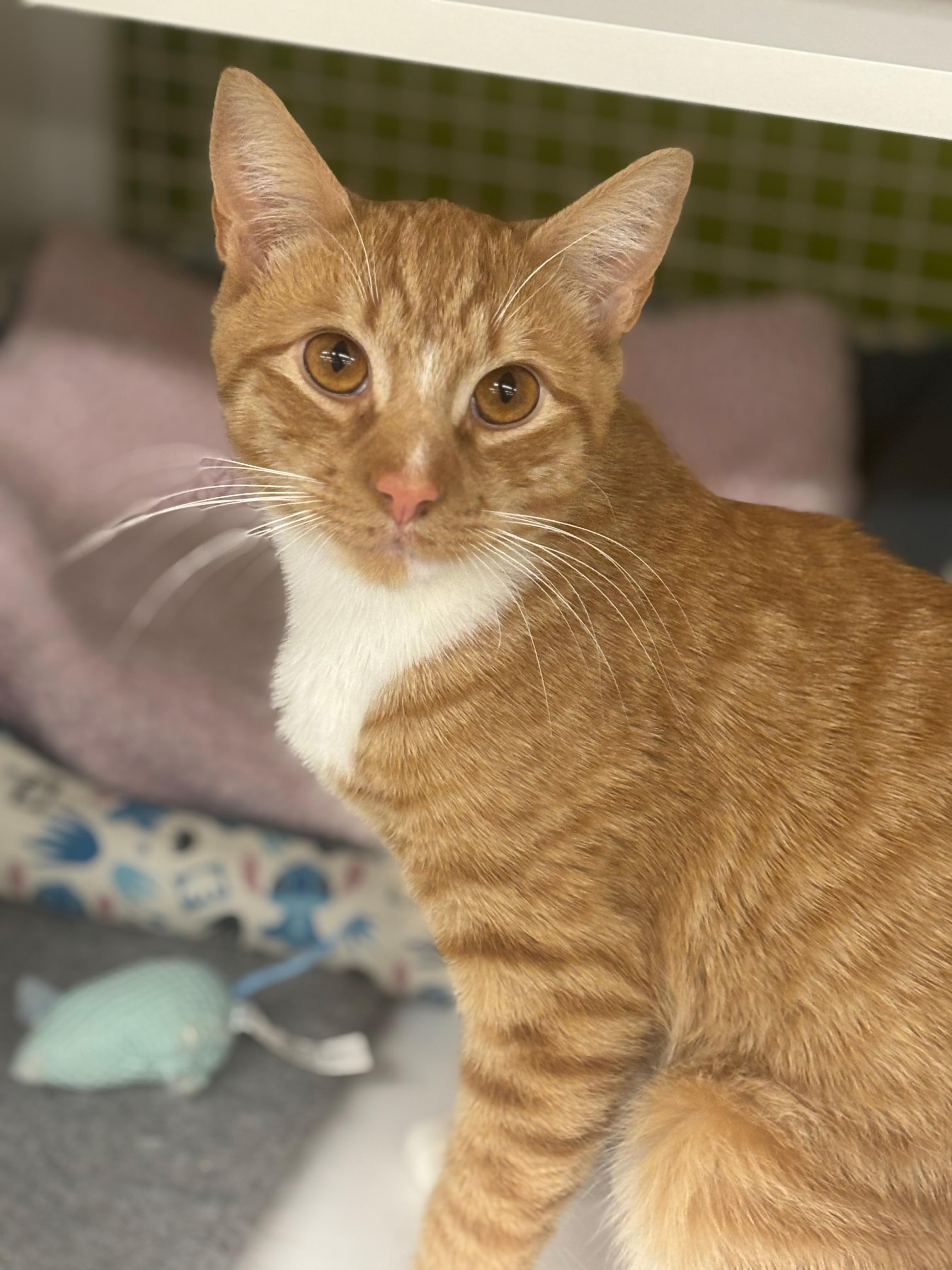 Enlarge Chester, a Adoptable Domestic Short Hair in Clark, NJ image 1/6