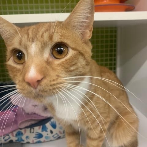 Enlarge Chester, a Adoptable Domestic Short Hair in Clark, NJ image 5/6