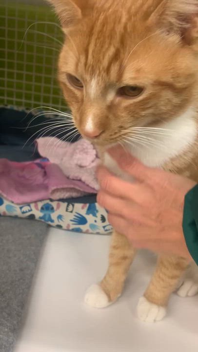 Enlarge Chester, a Adoptable Domestic Short Hair in Clark, NJ video 6/6
