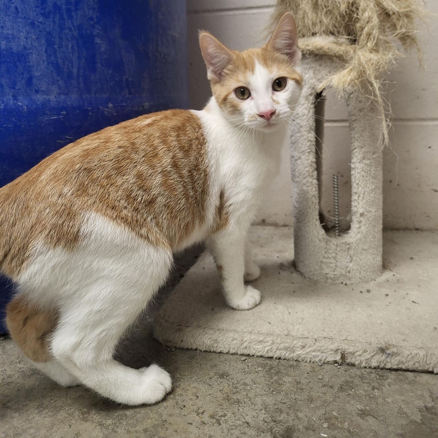 Curly, a Adoptable Domestic Short Hair in Chilton, WI image 2/5