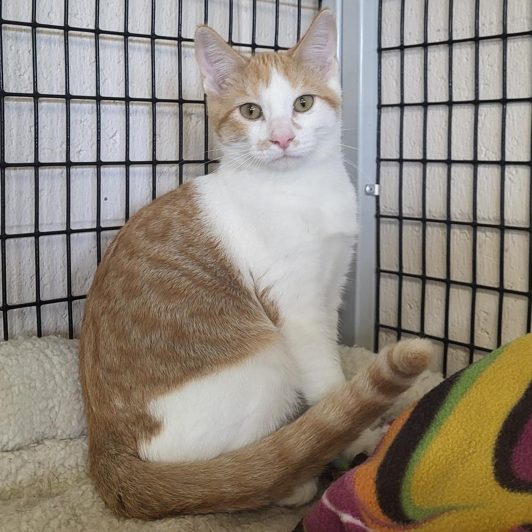 Curly, a Adoptable Domestic Short Hair in Chilton, WI image 3/5