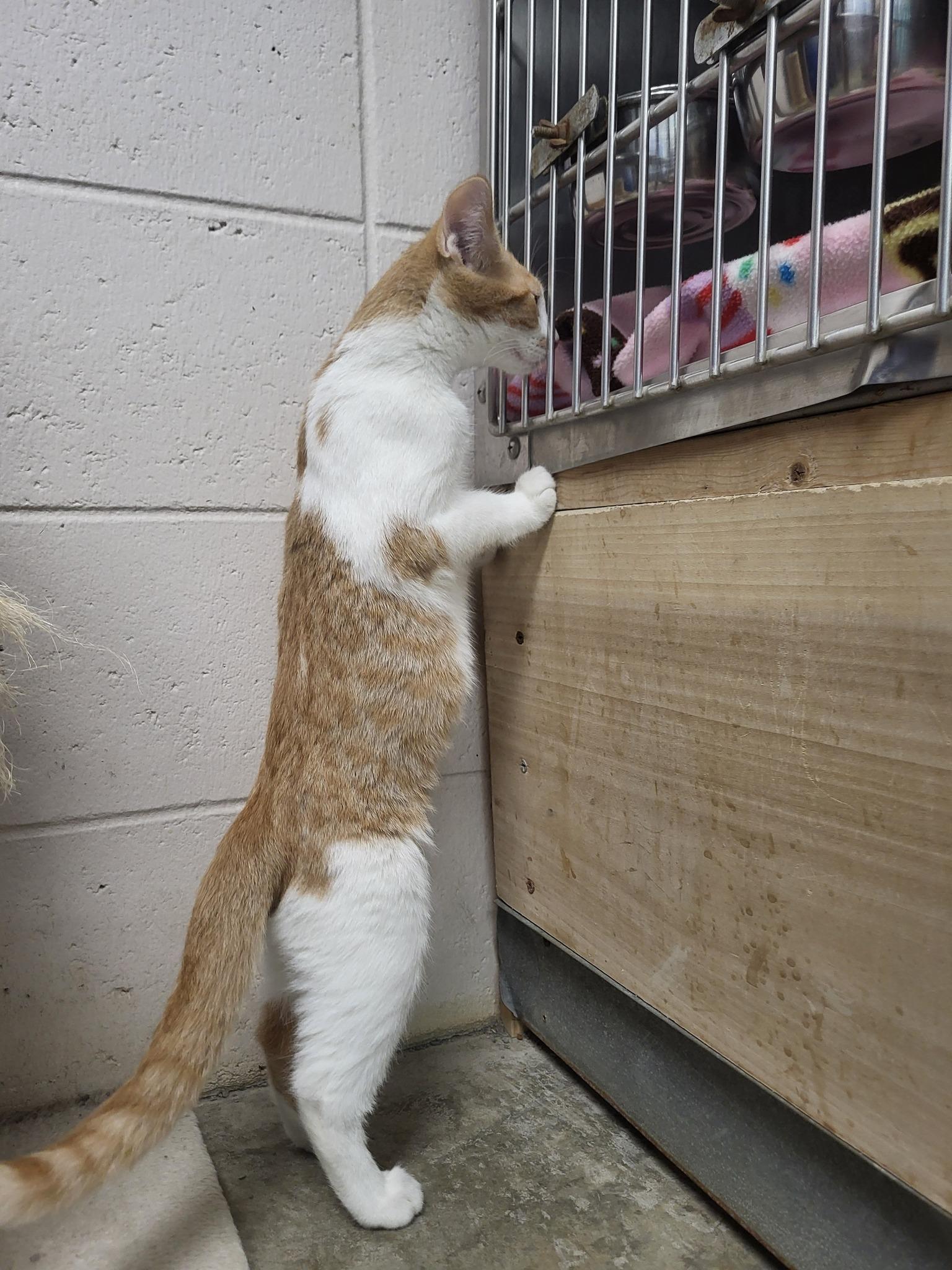 Curly, a Adoptable Domestic Short Hair in Chilton, WI image 4/5