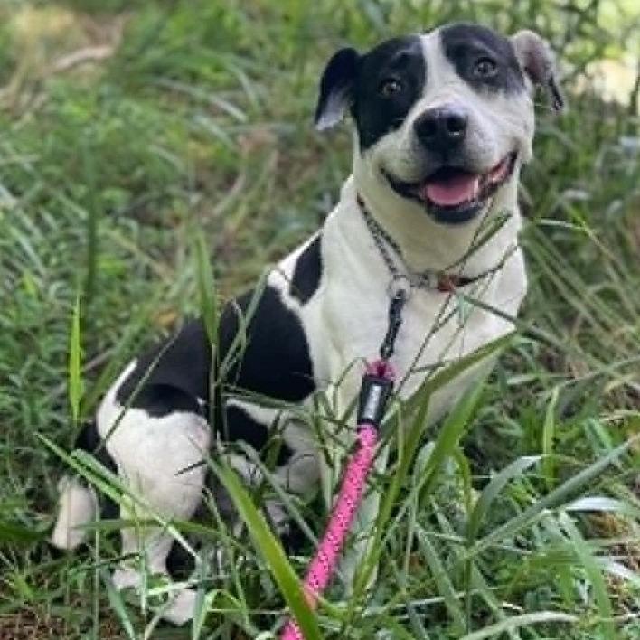 Korgon, a Adoptable Mixed Breed in Winston-Salem, NC image 1/6