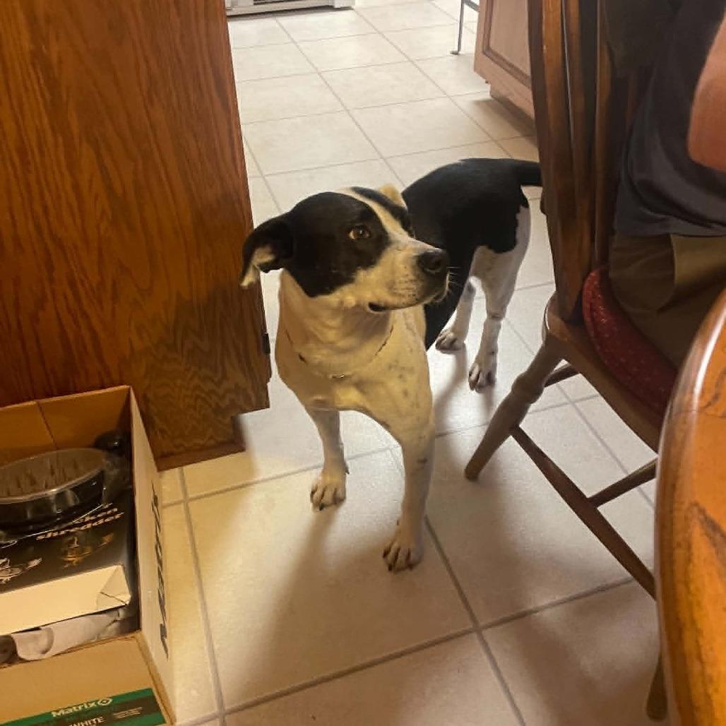 Korgon, Adoptable, Adult Male Mixed Breed.