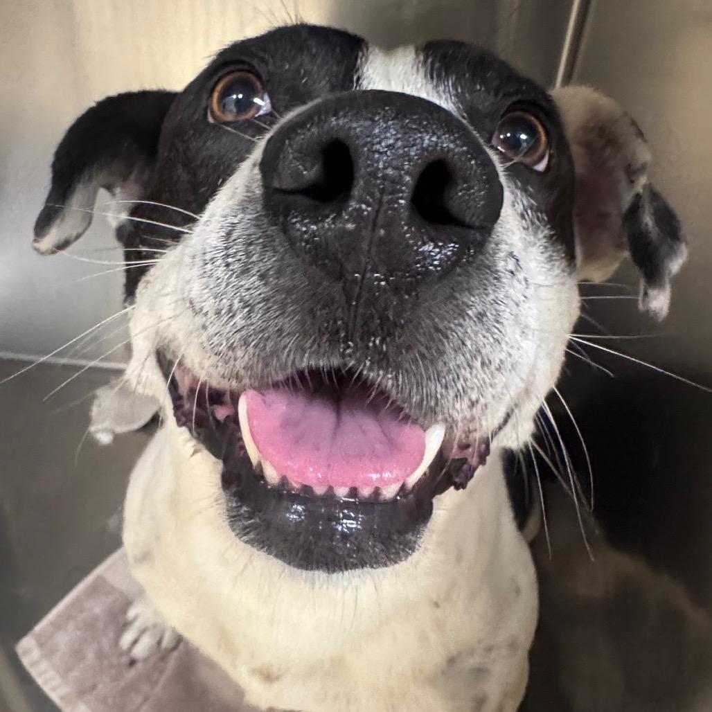 Enlarge Korgon, a Adoptable Mixed Breed in Winston-Salem, NC image 2/6