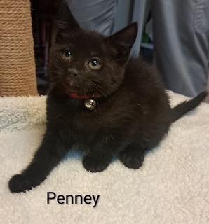 Penny Ling, Adoptable, Kitten Female Domestic Short Hair.