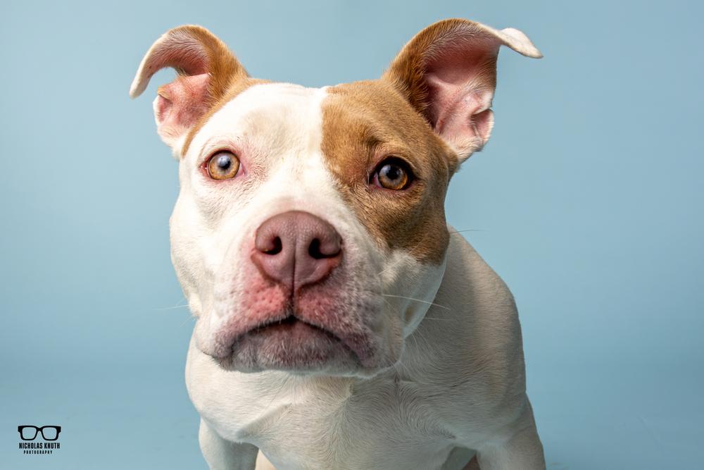 Tootie, a Adoptable mixed breed in Palatine, IL image 1/6