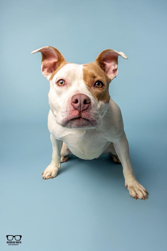 Tootie, a Adoptable mixed breed in Palatine, IL image 2/6