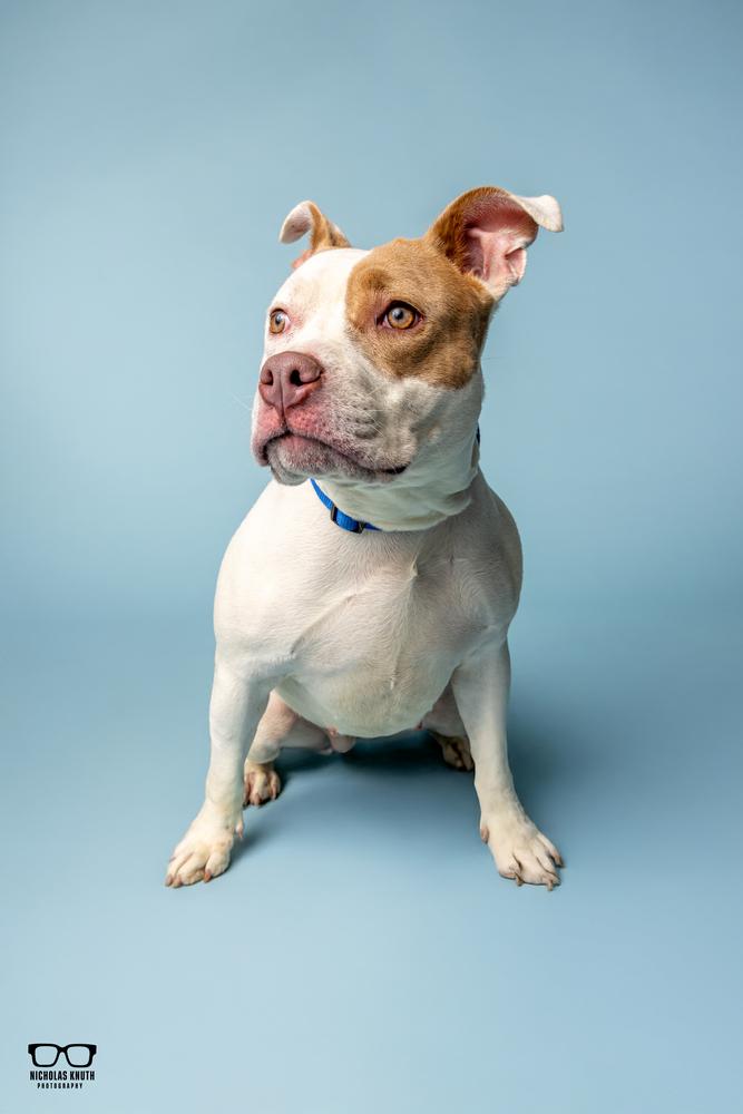 Tootie, a Adoptable mixed breed in Palatine, IL image 3/6