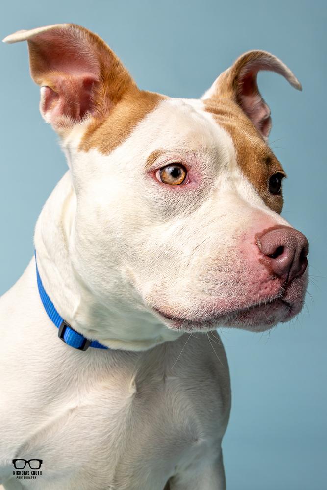 Tootie, a Adoptable mixed breed in Palatine, IL image 4/6