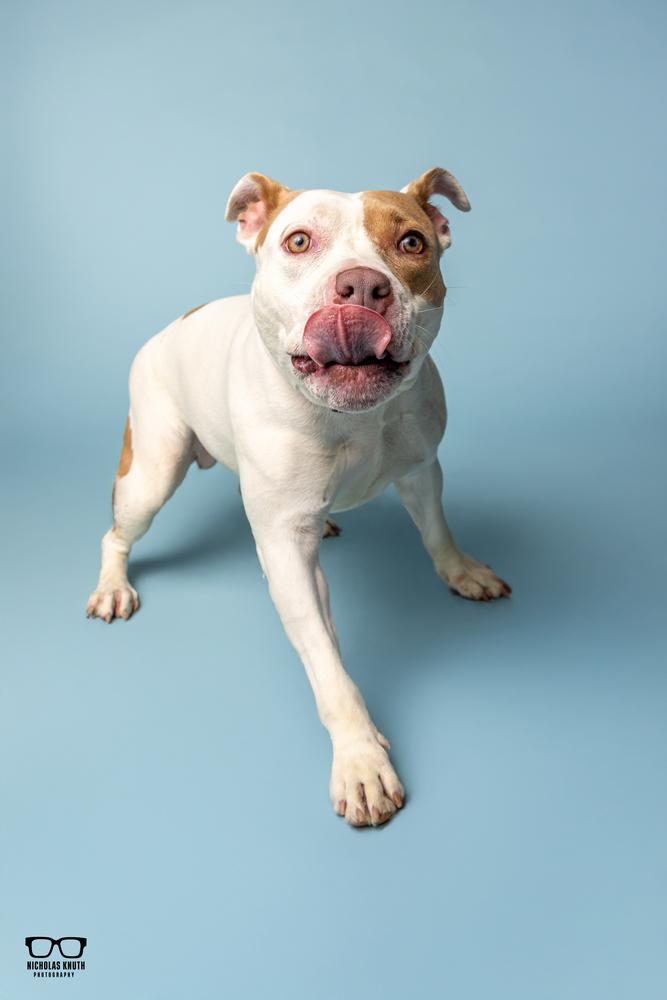 Tootie, a Adoptable mixed breed in Palatine, IL image 5/6