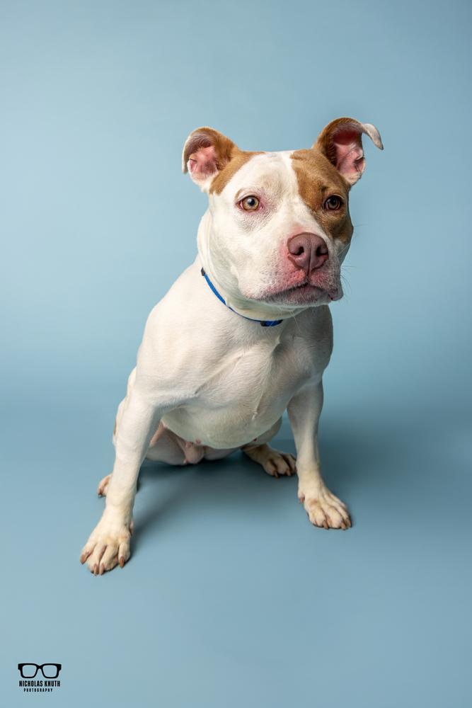 Tootie, a Adoptable mixed breed in Palatine, IL image 6/6