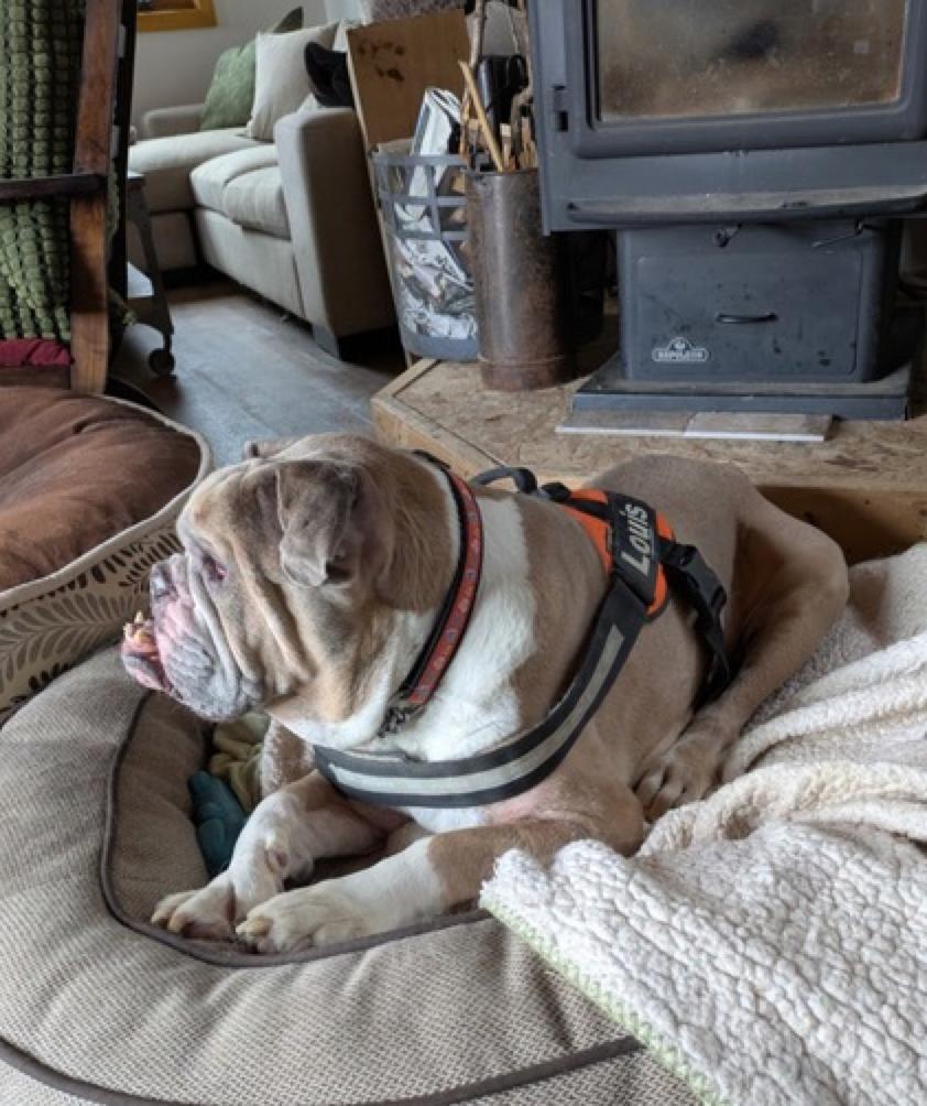 Louie, a Adoptable mixed breed in Calgary, AB image 2/4