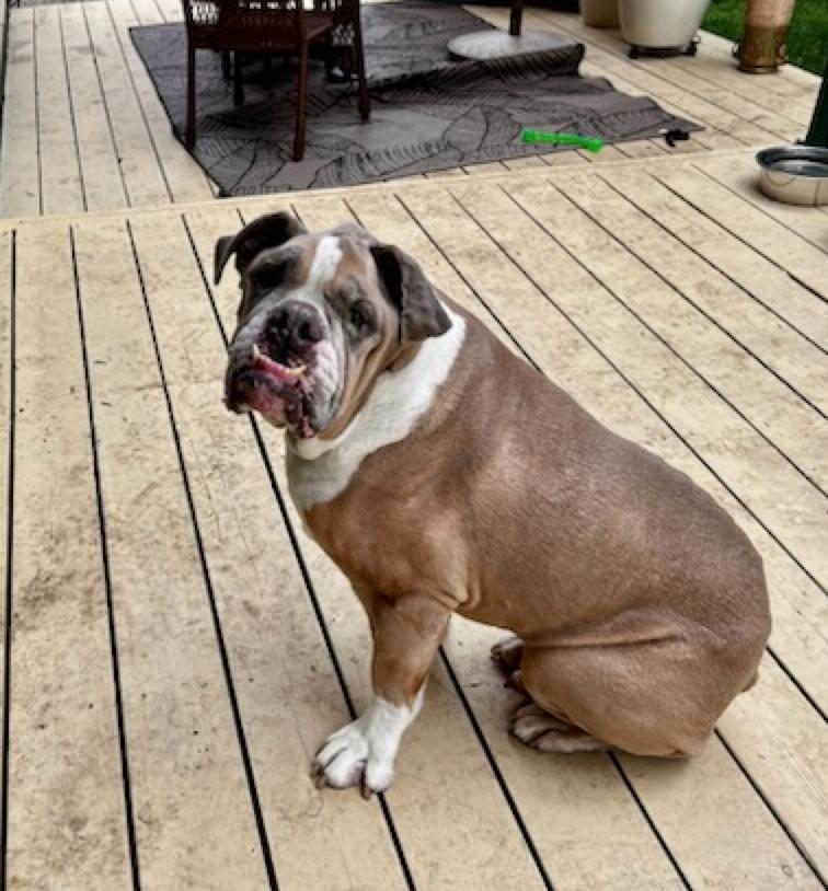 Louie, a Adoptable mixed breed in Calgary, AB image 3/4