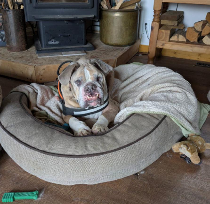 Louie, a Adoptable mixed breed in Calgary, AB image 4/4